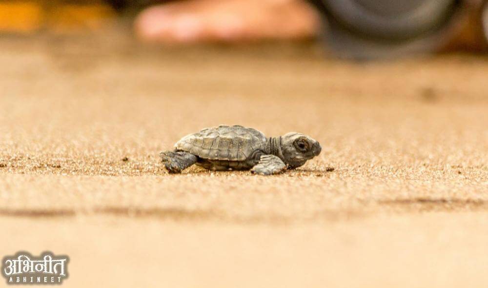 Velas Turtle Festival Tour From Pune Velas Turtle Festival Tour From